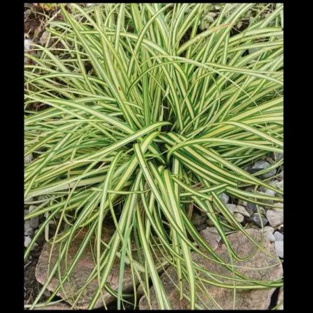 Осока Охименская Эверголд