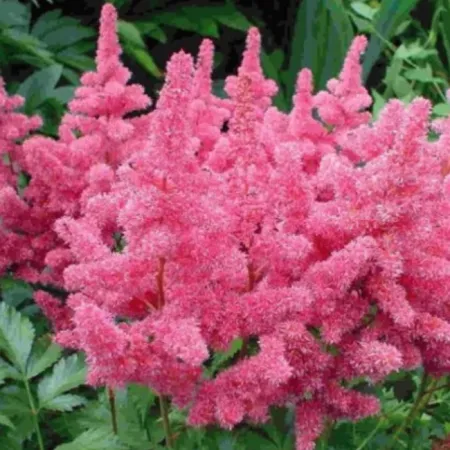 Астильба Арендса Астари Роуз Шейдс