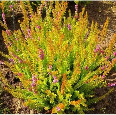 Вереск обыкновенный Сир Джон Чаррингтон