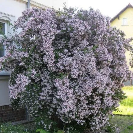 Кольквиция Прелестная