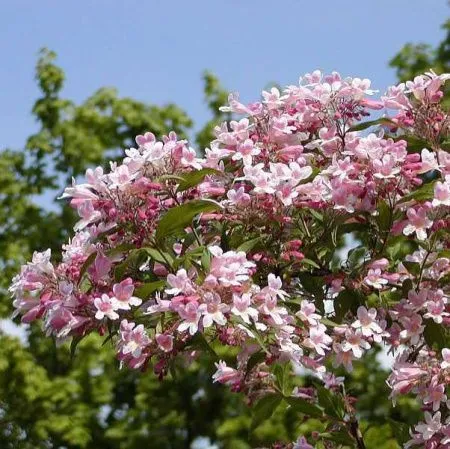 Кольквиция Прелестная