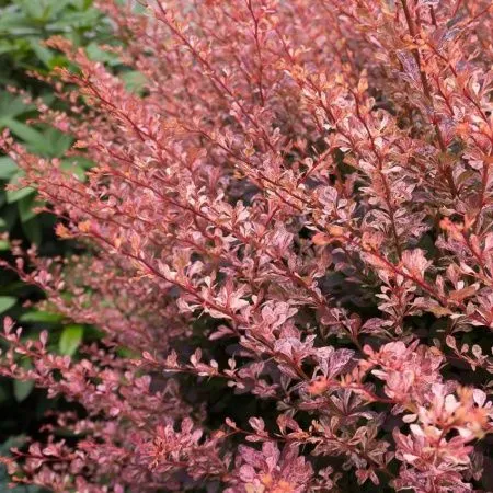 Барбарис Тунберга Роуз Глоу