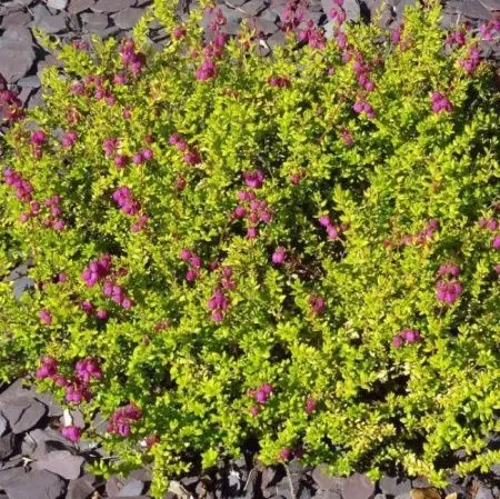 Дабеция шотландская Уильям Бушанан