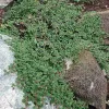 Кизильник лежачий Квин оф Карпет