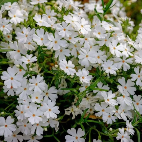 Флокс шиловидный Фабулос Уайт