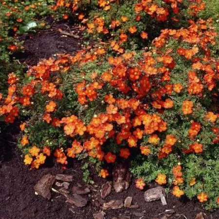 Лапчатка кустарниковая Ред Айс