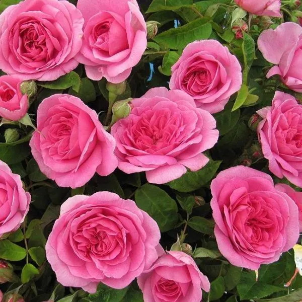 Роза английская Гертруда Джекилл (Gertrude Jekyll)