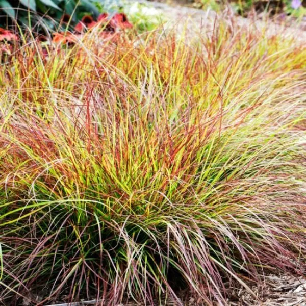 Пеннисетум лисохвостный Бургунди Банни