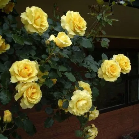 Роза плетистая Казино (Casino)