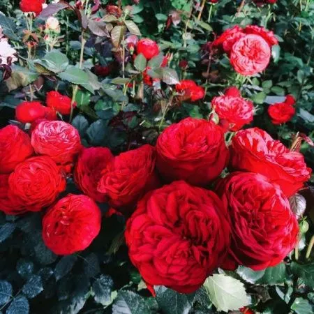 Роза чайно-гибридная Пиано (Piano)