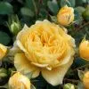Роза флорибунда Анни Дюпрей (Anny Duperey)