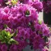 Азалия (рододендрон тупой) Кенигштайн