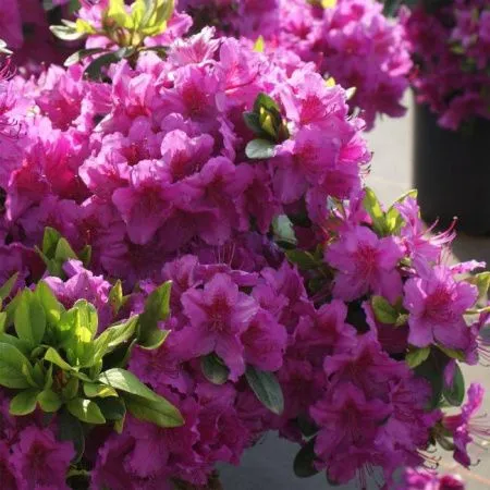 Азалия (рододендрон тупой) Кенигштайн