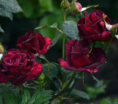 Роза чайно-гибридная Блэк Мэджик (Black Magic)