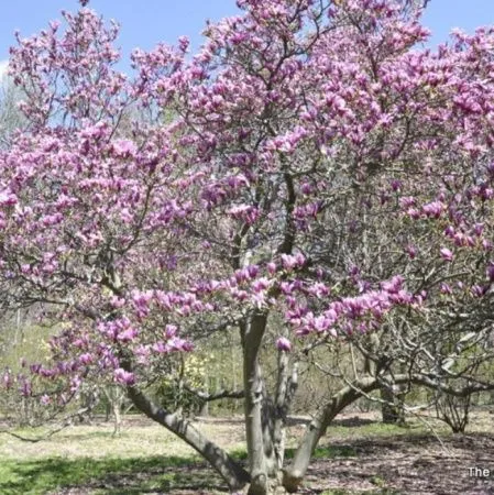 Магнолия Джуди