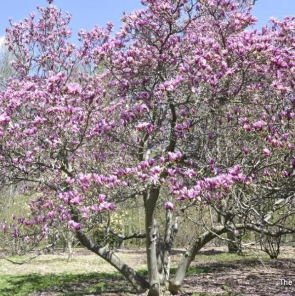 Магнолия Джуди