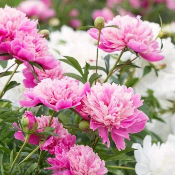 Пион молочноцветковый Эдулис Суперба