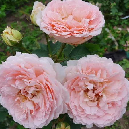 Роза шраб Клара'c Чойс (Clara's Choice)