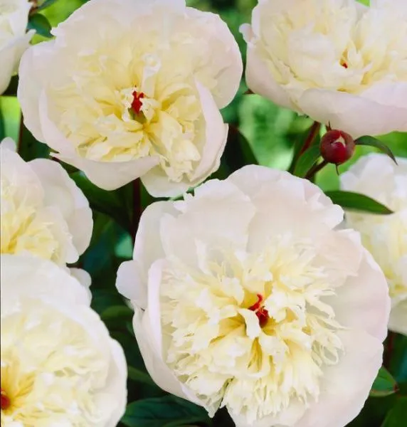 Пион молочноцветковый Иммакуле