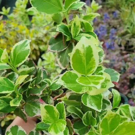 Бересклет Форчуна Эмеральд Гаети