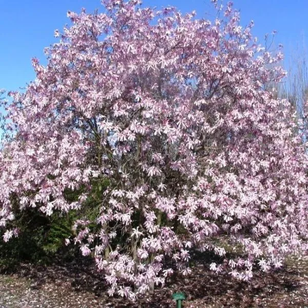 Магнолия звёздчатая Розеа