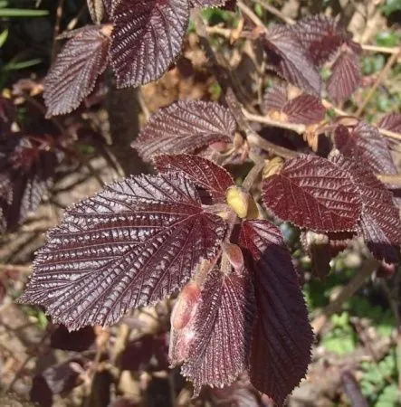 Лещина краснолистная Фундук 