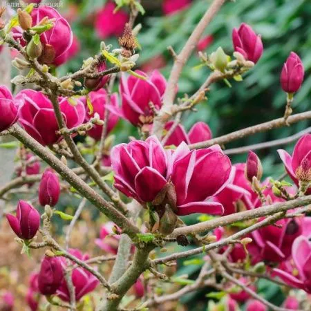 Магнолия Джени