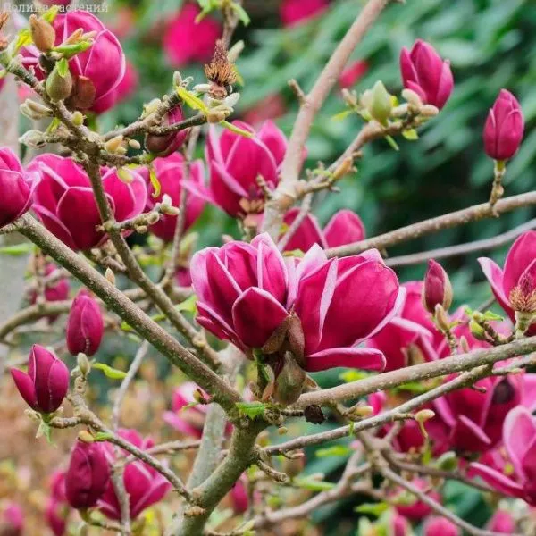 Магнолия Джени