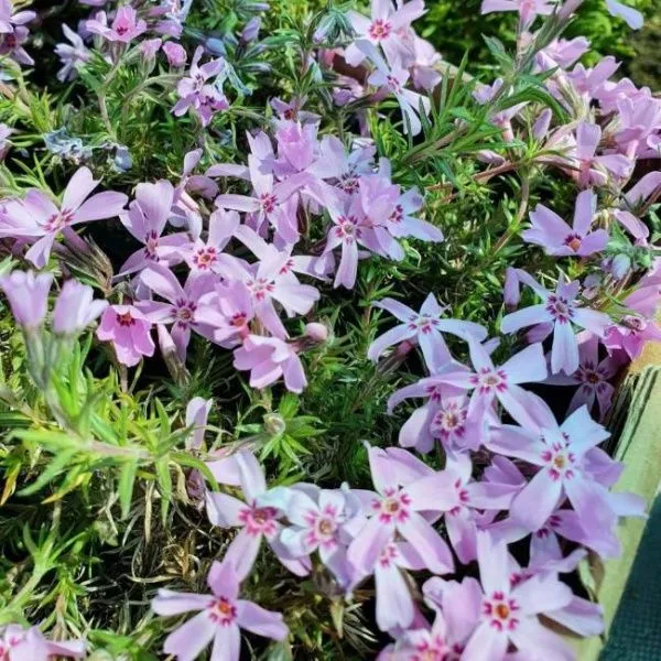 Флокс Шиловидный Малиновый