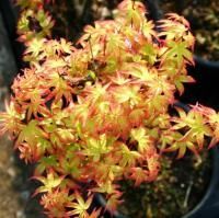 Клён веерный Литл Принцесс