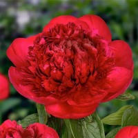 Пион молочноцветковый Ред Шарм