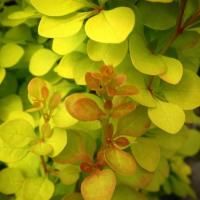 Барбарис Тунберга Еллоу Тауэр