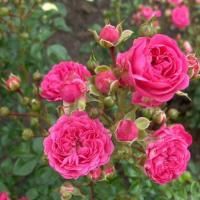 Роза миниатюрная Пепита (Pepita)