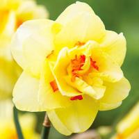 Луковицы Нарцисс Дабл Фэшен (5 шт), размер 10/12