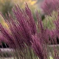 Молиния голубая Блэк Арроу