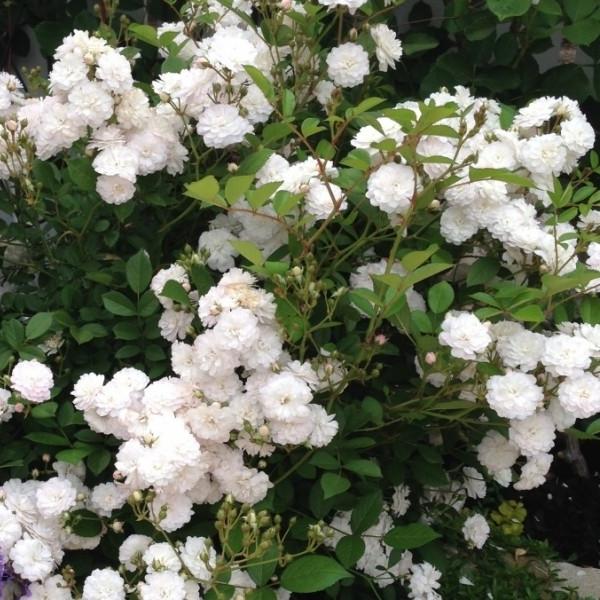 Роза плетистая Карт Бланш (Carte Blanche)