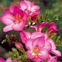 Луковицы Фрезия Дабл Пинк (10 шт), размер 5/+