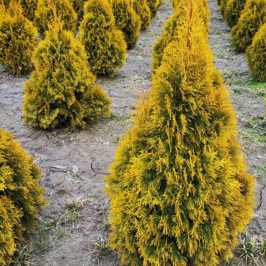 Thuja occidentalis golden