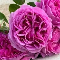 Роза флорибунда Лилак Топаз (Lilac Topaz)
