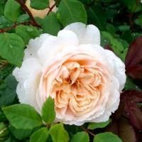 Роза шраб Крокус Роуз (Crocus Rose)