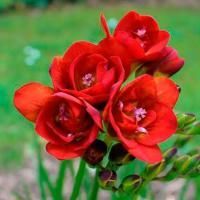 Луковицы Фрезия Дабл Ред (10 шт), размер 5/+