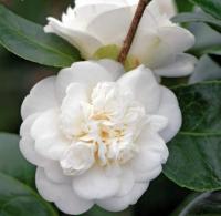 Камелия японская Нобилиссима