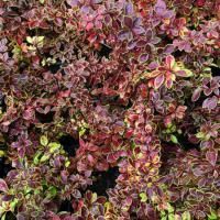 Барбарис Тунберга Коронита