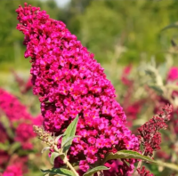 Буддлея Давида Роял Ред