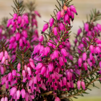 Эрика травянистая Челленджер