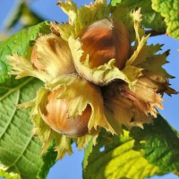 Лещина Тонда Романа