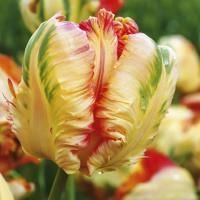 Луковицы Тюльпан Пэррот Кинг (5 шт), размер 10/11