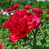 Пион молочноцветковый Мени Хеппи Ретёрнс