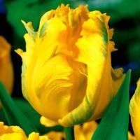 Луковицы Тюльпан Йоко Пэррот (5 шт), размер 10/11