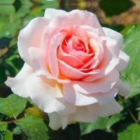 Роза чайно-гибридная Роберто Капуччи (Roberto Capucci)